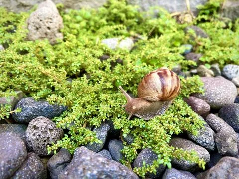 Snail walking between the rocks or stones and green grass vines Stock Photos