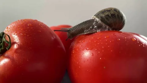 Snail walking between two tomatoes Stock Footage 130349203