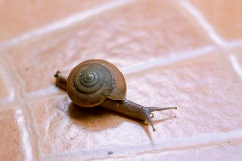 The snail is walking on the brown pattern tiles 스톡 사진