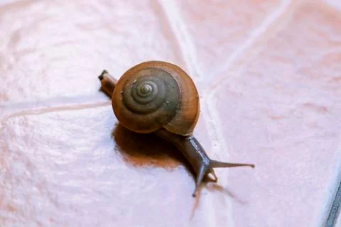 The snail is walking on the brown pattern tiles Stock Photos