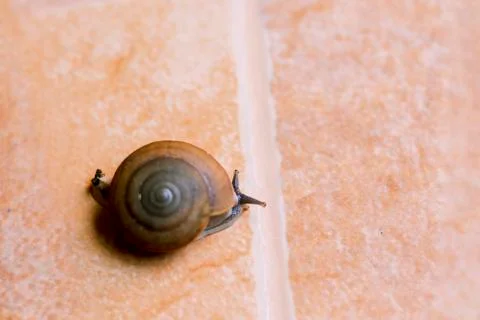 The snail is walking on the brown pattern tiles Stock Photos