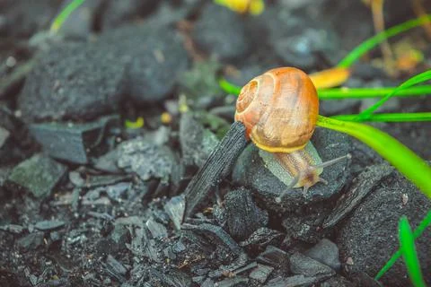 The Snail Is Walking On The Coals Stock Photos
