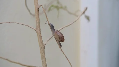 Snail is walking on dry twigs. Stock-Footage 123624072