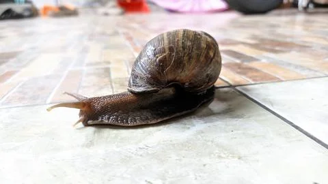 Snail walking on the floor Stock Photos