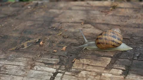 Snail Walking Video Stock Videos – Royalty-Free HD & 4K Videos