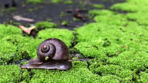 Snail walking Stock Footage 79598130