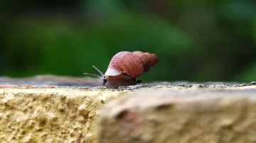 Snail walking Vidéo 85613765