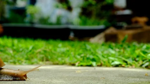 Snail walking Vídeos de archivo 90808399