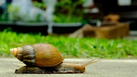 Snail walking Vídeos de archivo 90808663