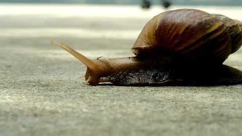 Snail walking Vídeos de archivo 90808665