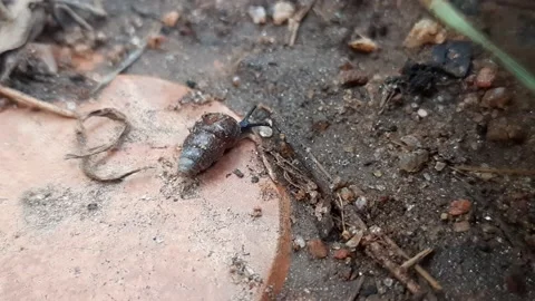 Snail is walking. Stock Footage 158198461