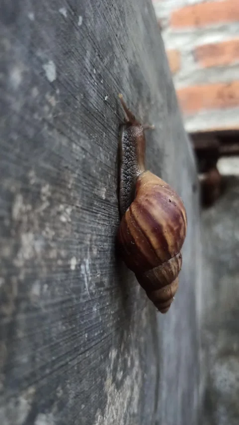 Snail walking Video stock 265040679