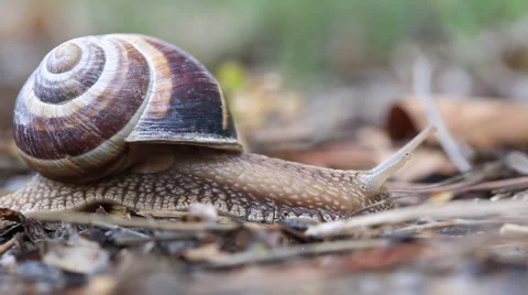 Snail walking in The forest Stock Footage 52464598