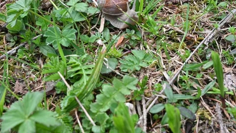Snail walking on the grass (accelerated) 스톡 동영상 218238905
