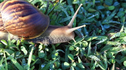 Snail walking on grass Stock Footage 63374878