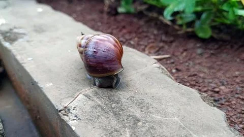 Snail walking on the grass Stock Photos