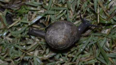 Snail walking on green grass in the night. Stock Footage 86342289