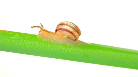 Snail walking on a green leaf Video stock 562154