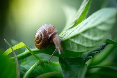 Snail  walking on green leaf Stock Photos