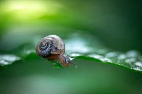 Snail  walking on green leaf Stock Photos