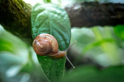 Snail  walking on green leaf Stock Photos
