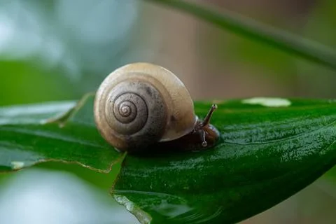 Snail  walking on green leaf Stock Photos
