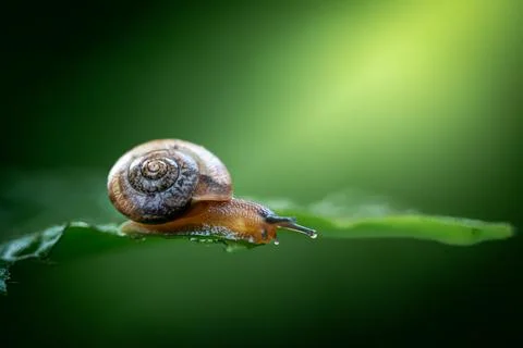 Snail  walking on green leaf Stock Photos