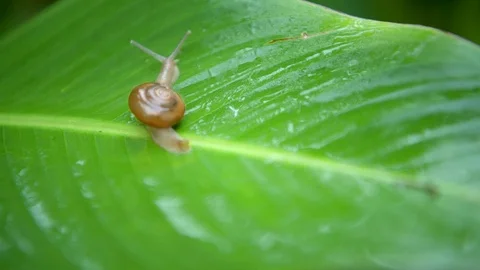 Snail is walking on green leaf in rainforest Stockbeeldmateriaal 115763722