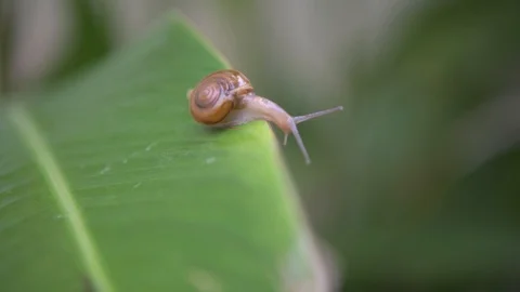 Snail is walking on green leaf in rainforest Stockbeeldmateriaal 116008363