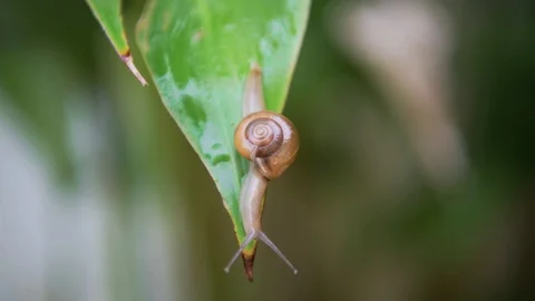 Snail is walking on green leaf in rainforest Stockbeeldmateriaal 116008364