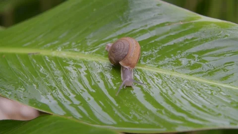 Snail is walking on green leaf in rainforest Stock-Footage 116158425