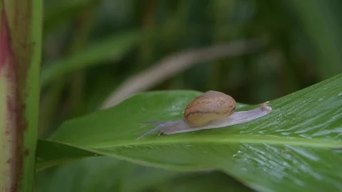 Snail is walking on green leaf in rainforest Stock-Footage 123624148