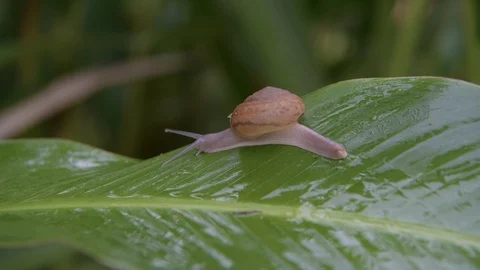 Snail is walking on green leaf in rainforest Stockbeeldmateriaal 123624150