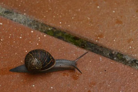 Snail walking on the ground Stock Photos