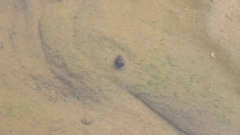 The snail is walking inside the water. 库存影片 242864673
