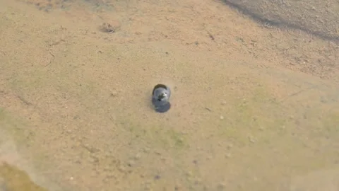 The snail is walking inside the water. Stock Footage 242864944