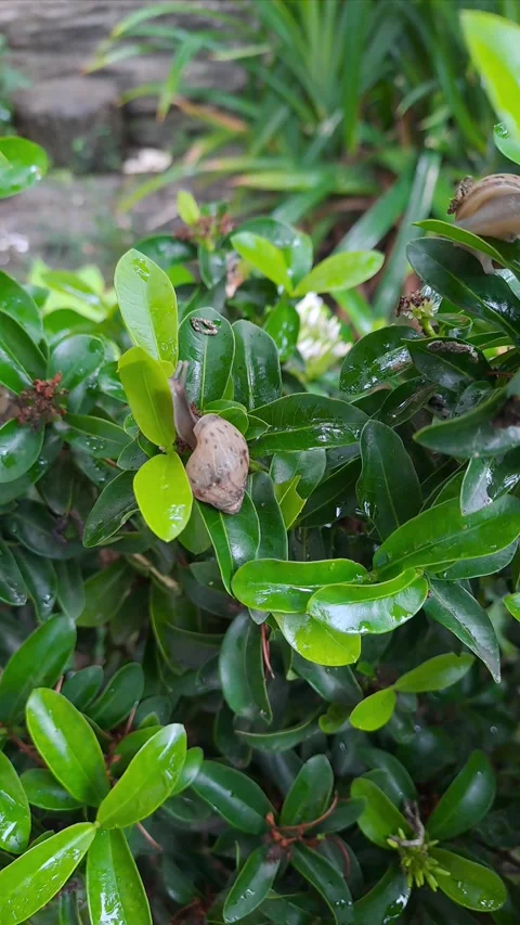 Snail walking on ixora leaves Stock Footage 295492250