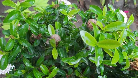 Snail walking on ixora leaves Stock-Footage 295492260