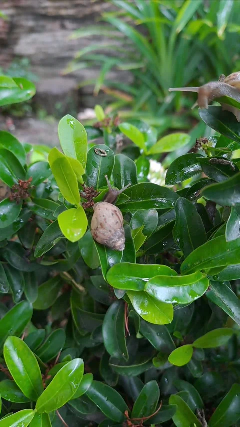Snail walking on ixora leaves Stock-Footage 295492294
