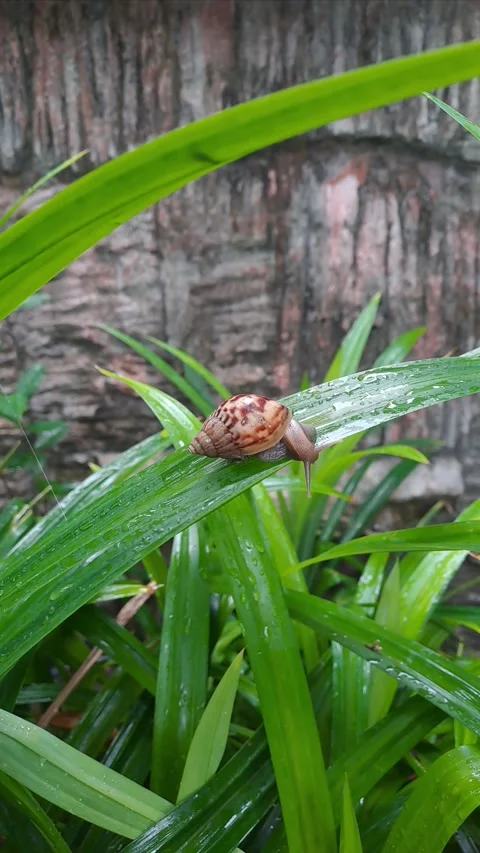 Snail walking on ixora leaves Stock-Footage 295492397