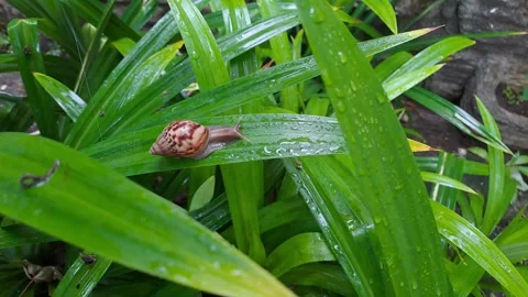 Snail walking on ixora leaves Stock-Footage 295492408