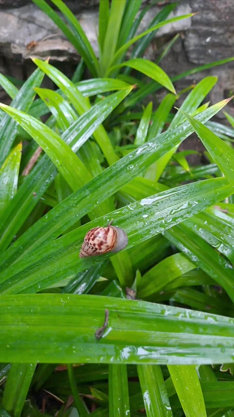 Snail walking on ixora leaves Stock-Footage 295492412