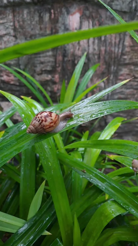 Snail walking on ixora leaves Stock-Footage 295492424