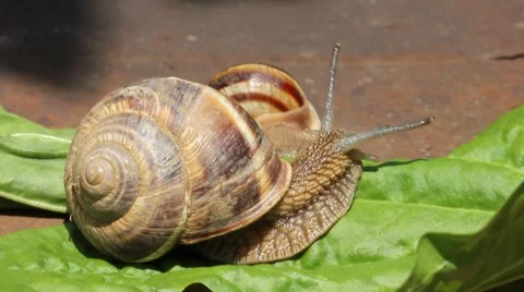 Snail walking on the leaf Stock Footage 40653671