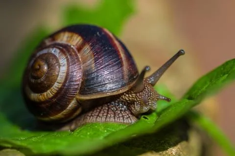 Snail walking on the leaf Foto stock