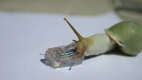 Snail walking on a network cable, slow connection Vídeo Stock 331973269