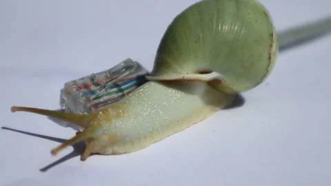 Snail walking on a network cable, slow connection Stockbeeldmateriaal 331973273