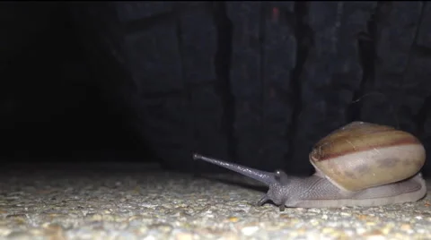 Snail Walking at Night Stock Footage 43656324