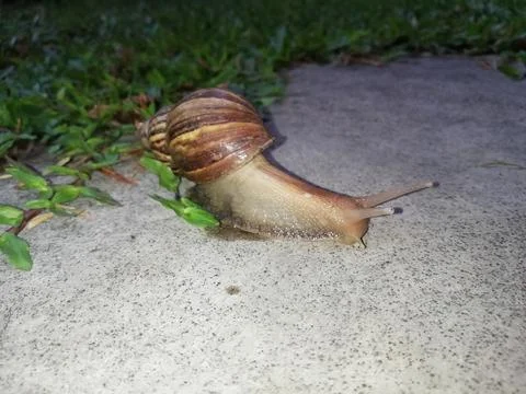 The snail is walking outside Foto stock