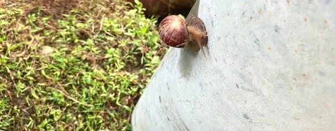 A snail walking over a power pole Stock Footage 232830562